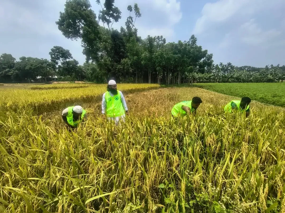অসহায় কৃষকের ধান কেটে দিল ইসলামী ছাত্র আন্দোলন বাংলাদেশ তারাকান্দা উপজেলা শাখা