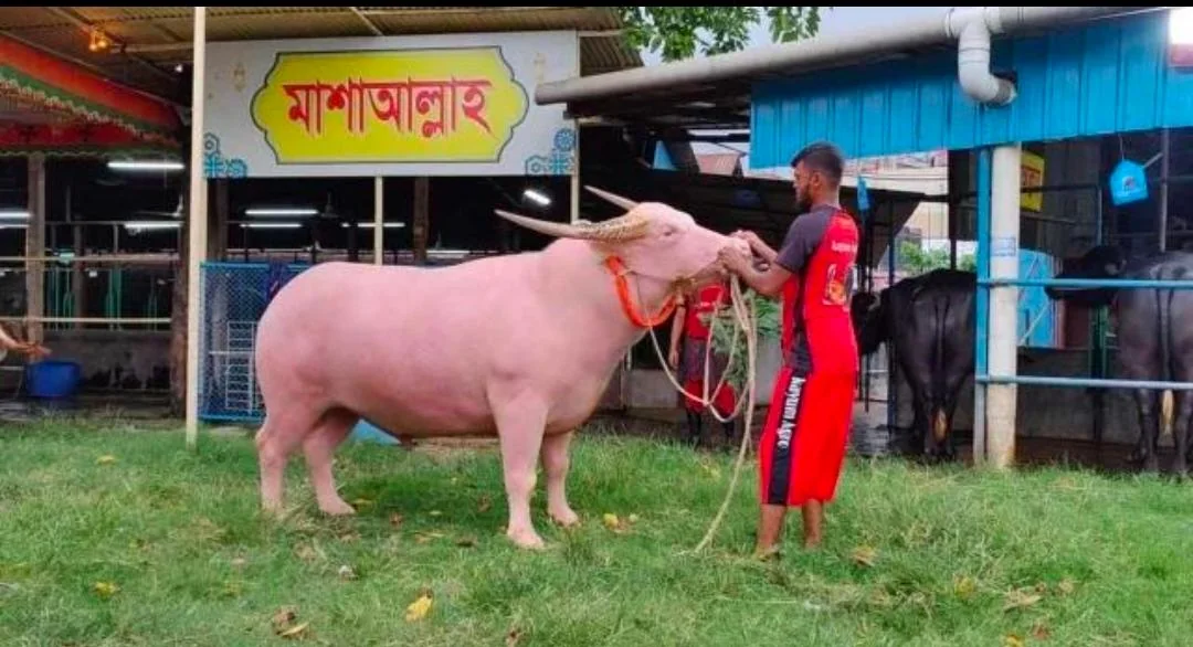 Rare White Buffaloes Draw Huge Crowds Ahead of Eid
